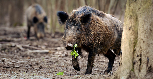 Caryonah Hunting Lodge Wild Boar