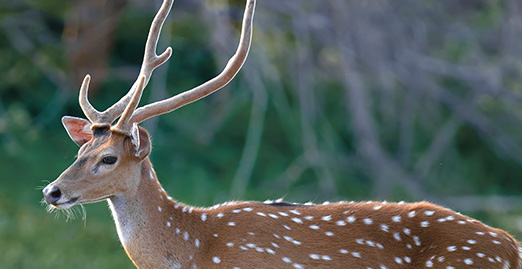 Caryonah Hunting Lodge Axis Deer