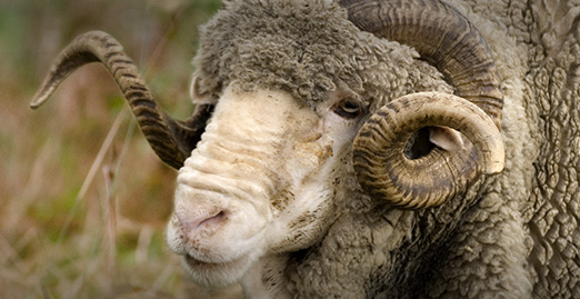 Caryonah Hunting Lodge Baribroussa Ram
