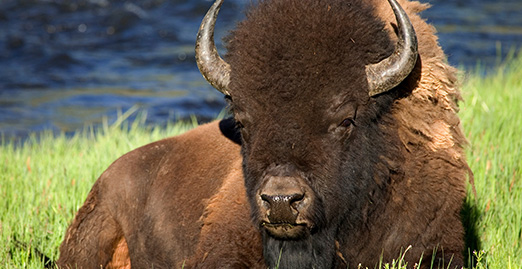 Caryonah Hunting Lodge Buffalo