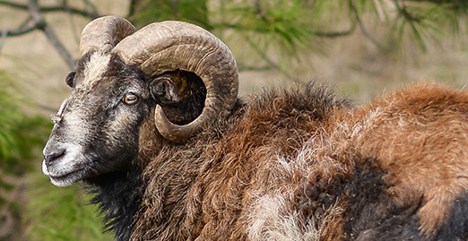 Caryonah Hunting Lodge Corsican Ram