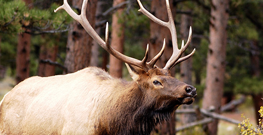 Caryonah Hunting Lodge Elk