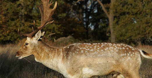 Caryonah Hunting Lodge Fallow Deer