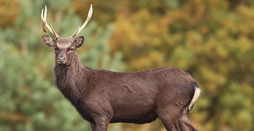 Caryonah Hunting Lodge Sika Deer